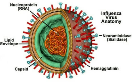 influenza virus anatomy